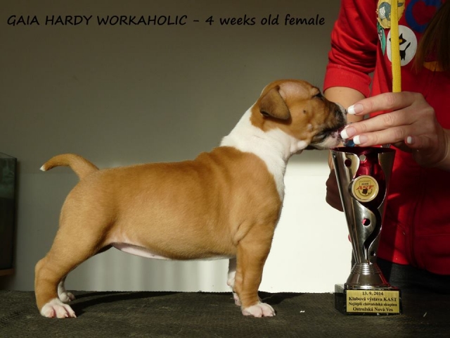 Hardy Workaholic, štěňata AST, štěňata Americký Stafordširský Teriér, Amstaff štěně